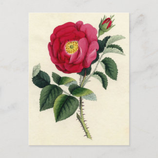 Botanische afdruk - Frans Roos (Rosa Gallica) Briefkaart