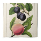 Botanische afdruk  fruit peach tegeltje (Voorkant)
