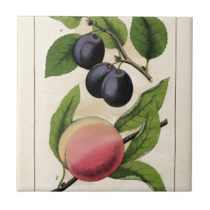 Botanische afdruk  fruit peach tegeltje