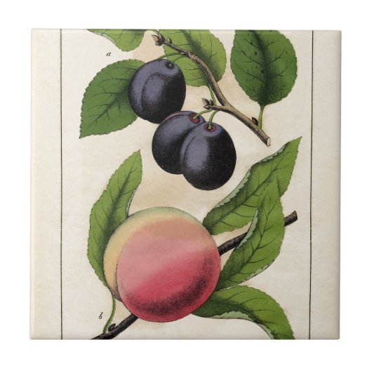 Botanische afdruk  fruit peach tegeltje (Voorkant)
