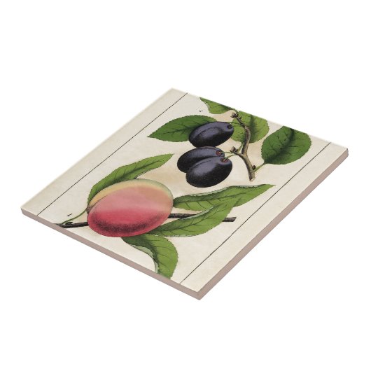 Botanische afdruk  fruit peach tegeltje (Zijkant)
