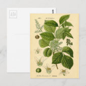 Botanische afdruk - gifijsheek (Toxicodendron) Briefkaart (Voorkant / Achterkant)