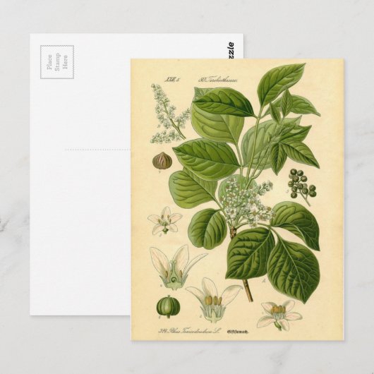 Botanische afdruk - gifijsheek (Toxicodendron) Briefkaart (Voorkant / Achterkant)