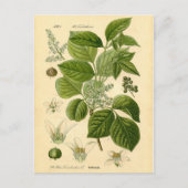 Botanische afdruk - gifijsheek (Toxicodendron) Briefkaart (Voorkant)