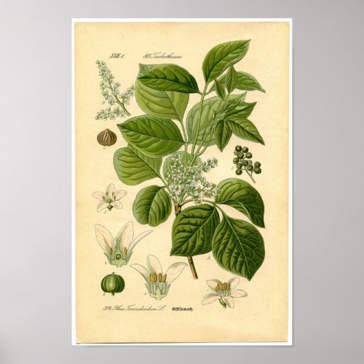 Botanische afdruk - gifijsheek (Toxicodendron) Poster (Voorkant)