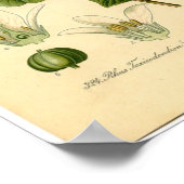 Botanische afdruk - gifijsheek (Toxicodendron) Poster (Hoek)