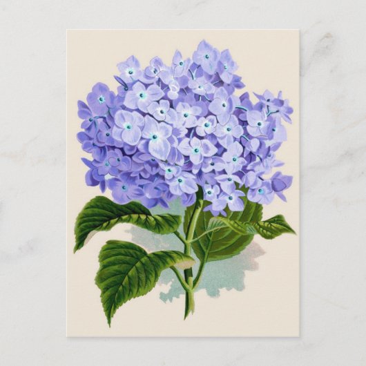 Botanische afdruk — Hydrangea Briefkaart (Voorkant)