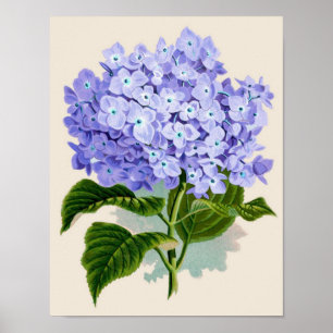 Botanische afdruk — Hydrangea Poster