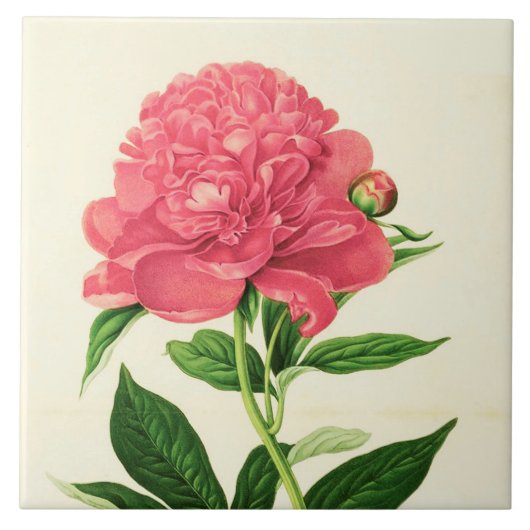  botanische afdruk, koraalroze pony tegeltje (Voorkant)