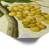 Botanische afdruk Lanzones Poster (Hoek)