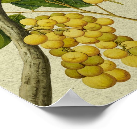 Botanische afdruk Lanzones Poster (Hoek)