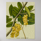 Botanische afdruk Lanzones Poster (Voorkant)