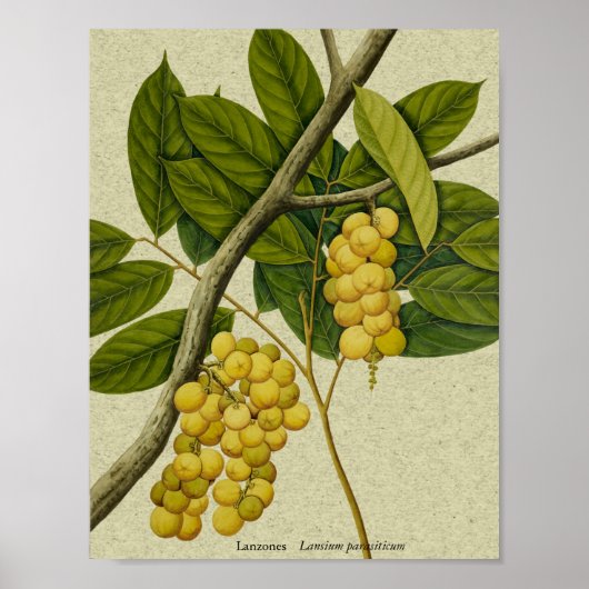 Botanische afdruk Lanzones Poster (Voorkant)