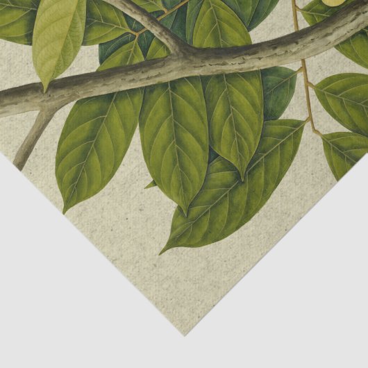 Botanische afdruk Lanzones Tissuepapier (Detail)