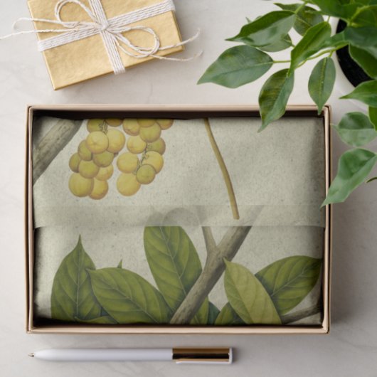 Botanische afdruk Lanzones Tissuepapier (Geschenk)