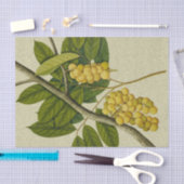 Botanische afdruk Lanzones Tissuepapier (Craft)