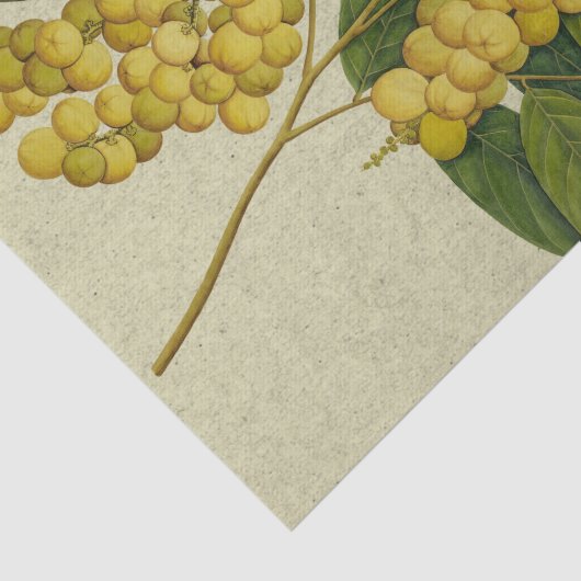 Botanische afdruk Lanzones Tissuepapier (Detail)