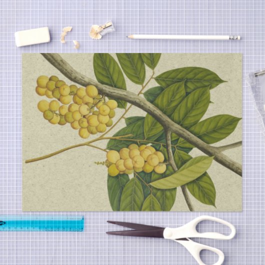 Botanische afdruk Lanzones Tissuepapier (Craft)