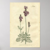Botanische afdruk - lavender poster (Voorkant)