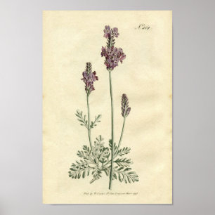 Botanische afdruk - lavender poster