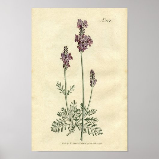 Botanische afdruk - lavender poster (Voorkant)