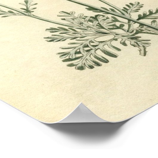 Botanische afdruk - lavender poster (Hoek)