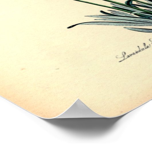  botanische afdruk - lavender poster (Hoek)