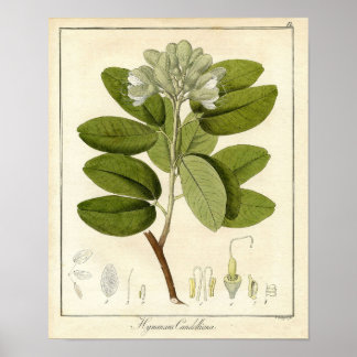 Botanische afdruk - Legume hymenaea candolliana Poster