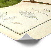 Botanische afdruk - Legume hymenaea candolliana Poster (Hoek)