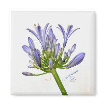 Botanische afdruk - Lily van de Nijl