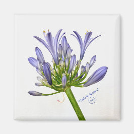 Botanische afdruk - Lily van de Nijl Magneet