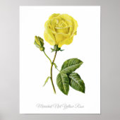  Botanische Afdruk Maréchal Niel Yellow Rose Poster (Voorkant)