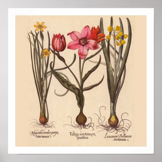 Botanische afdruk Narcissus Poster (Voorkant)