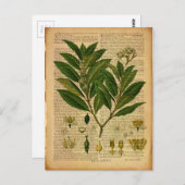 Botanische afdruk op de oude boekpagina briefkaart (Voorkant / Achterkant)