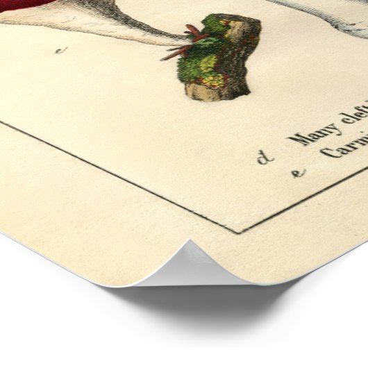 Botanische afdruk - Paddenstoelen en fungi Poster (Hoek)