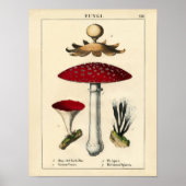 Botanische afdruk - Paddenstoelen en fungi Poster (Voorkant)