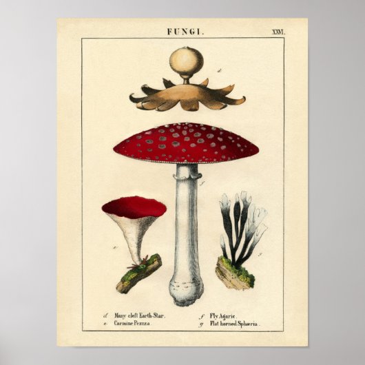 Botanische afdruk - Paddenstoelen en fungi Poster (Voorkant)