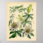 Botanische afdruk - Passievloer (Passiflora) Poster (Voorkant)