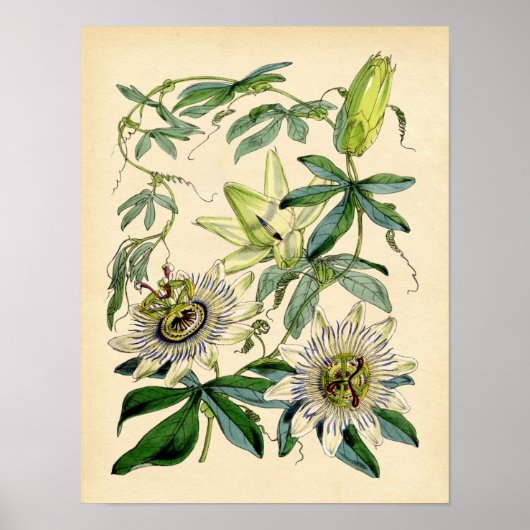Botanische afdruk - Passievloer (Passiflora) Poster (Voorkant)