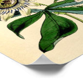 Botanische afdruk - Passievloer (Passiflora) Poster (Hoek)