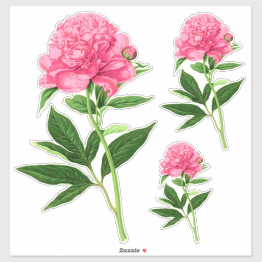  botanische afdruk, Pastel Pink Peony Sticker (Vel)