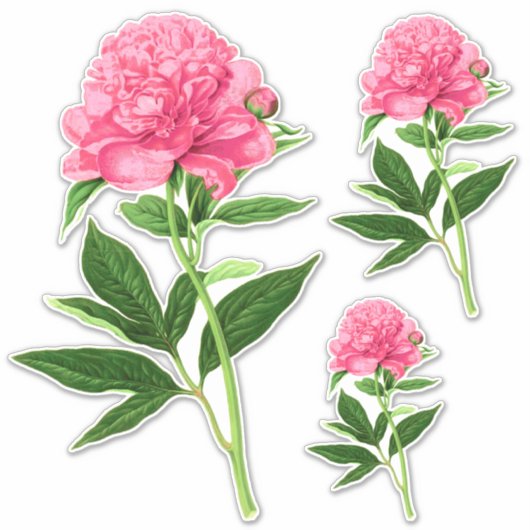  botanische afdruk, Pastel Pink Peony Sticker (Voorkant)