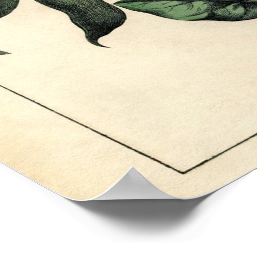 Botanische afdruk - Pea & Scarlet Runner Bean Poster (Hoek)