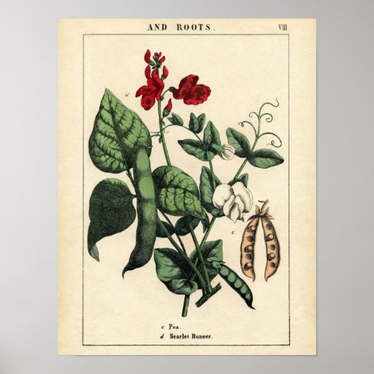 Botanische afdruk - Pea & Scarlet Runner Bean Poster (Voorkant)