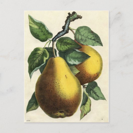  botanische afdruk - peren briefkaart (Voorkant)