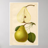  botanische afdruk - peren poster (Voorkant)
