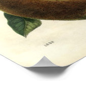 botanische afdruk - peren poster (Hoek)