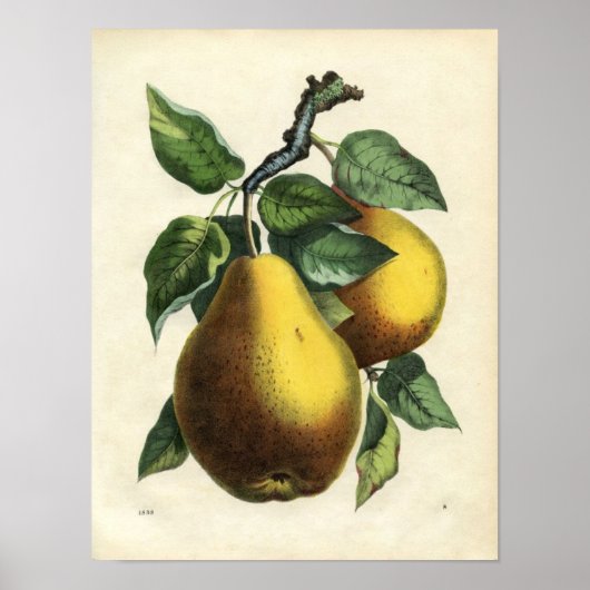 botanische afdruk - peren poster (Voorkant)