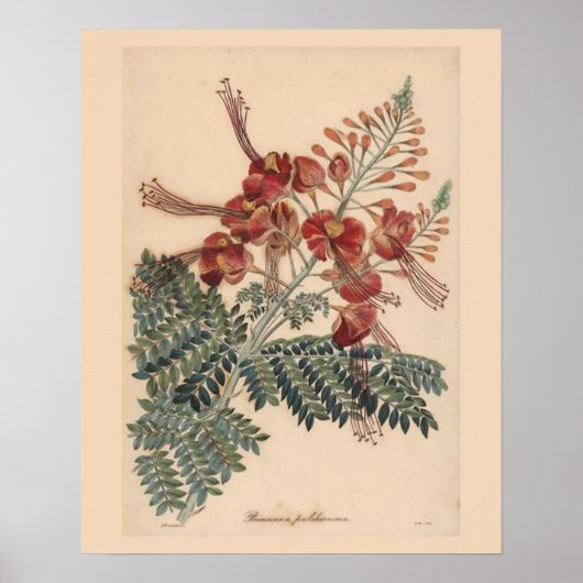 botanische afdruk poster (Voorkant)