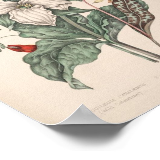  botanische afdruk poster (Hoek)